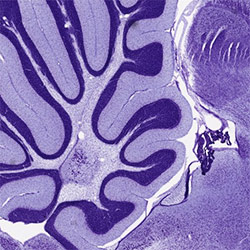 Purple wavy zebra finch brain scan